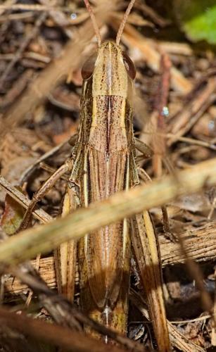 Euchorthippus declivus